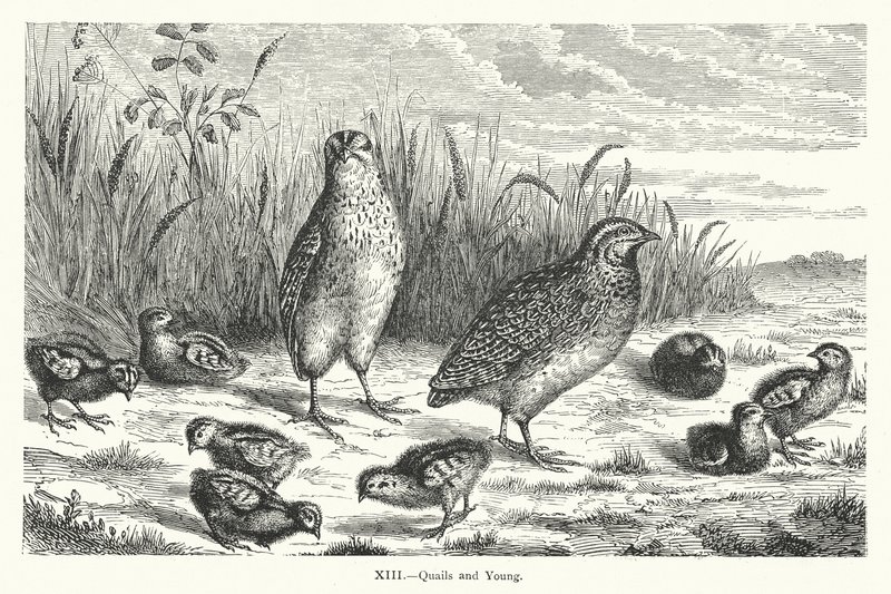Quaglie e giovani da European School