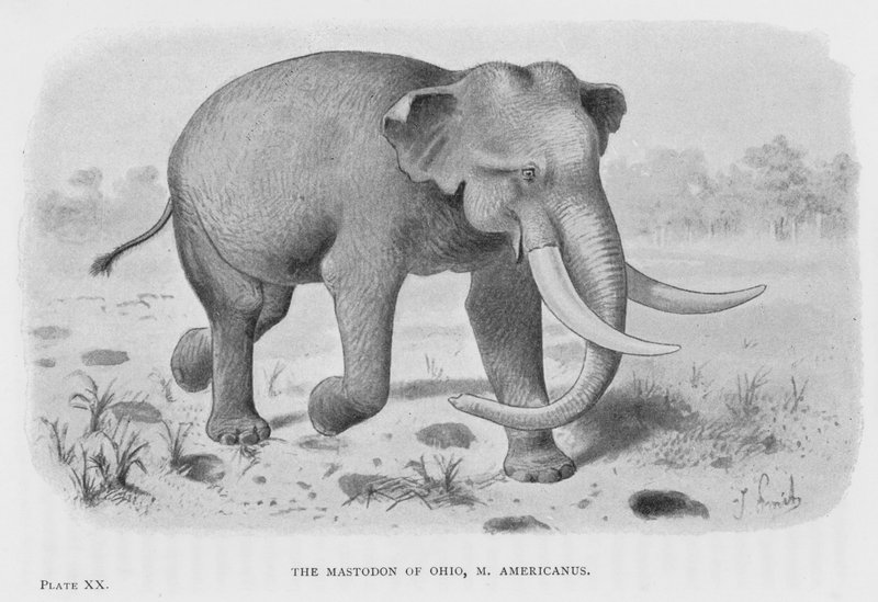 Il mastodonte dell