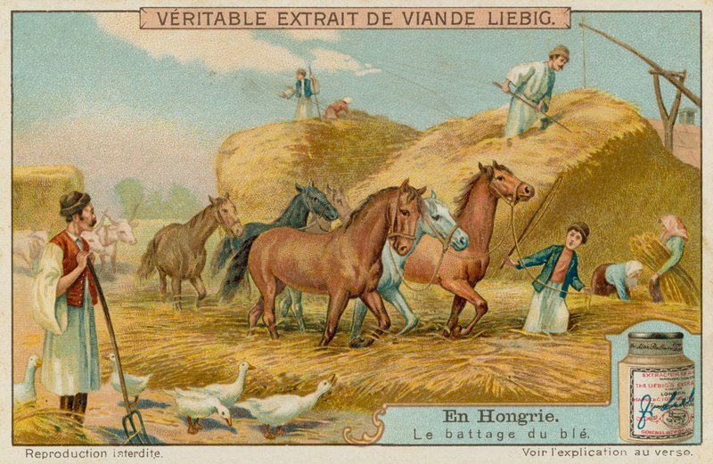 Trebbiatura del raccolto di grano da European School