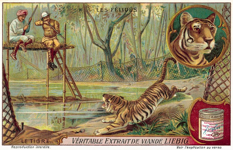 Tigre da European School