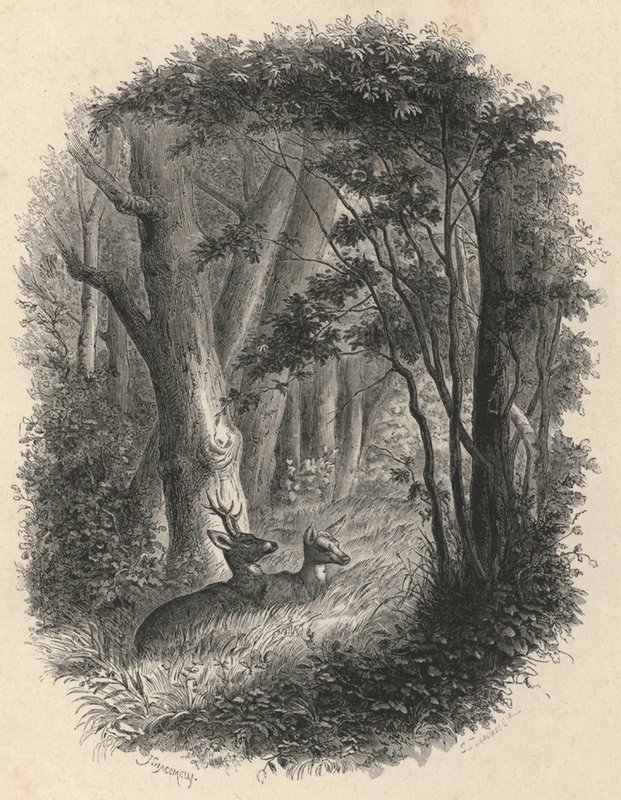 Un angolo della foresta di Fontainebleau da European School