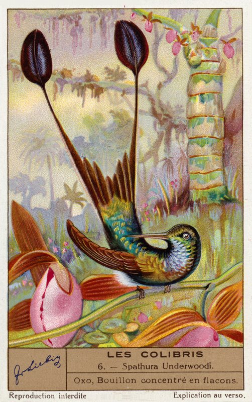 Coda di ramazza dai piedi bianchi (Spathura Underwoodii) (cromolito) da European School