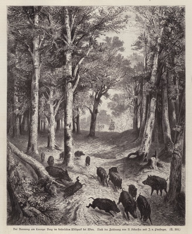 Cinghiale sul Lorenzer Berg nel Parco Imperiale a Vienna, Austria da European School