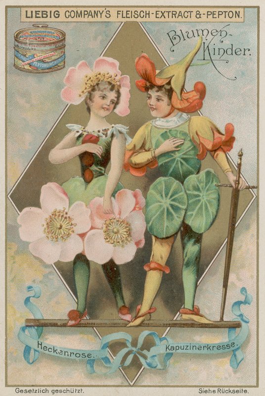 Rosa selvatica e nasturzio da European School
