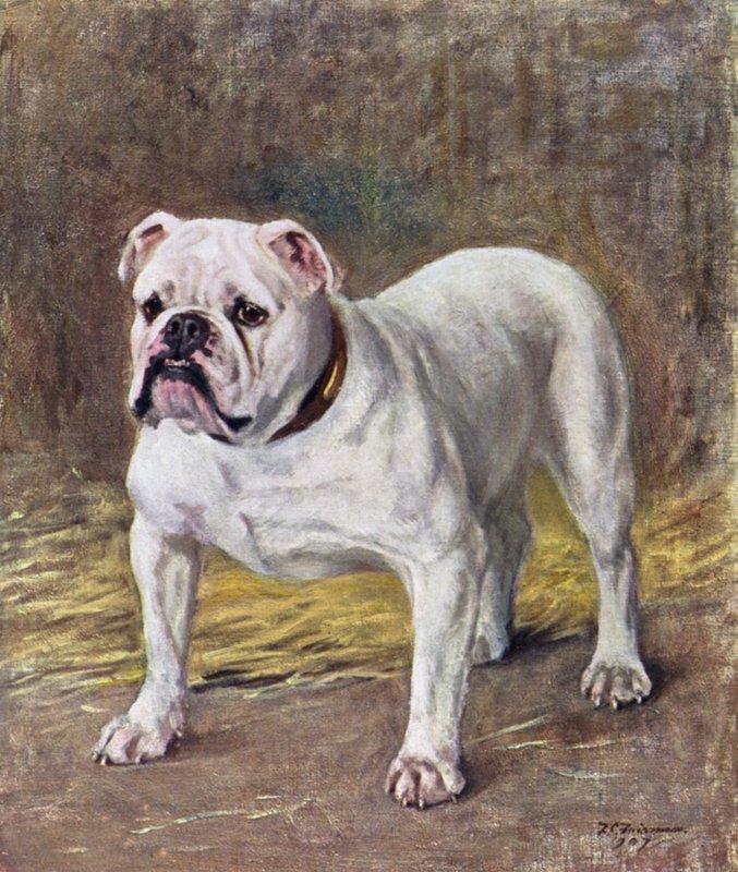 Il famoso bulldog Ch Silent Duchess da Frances C. Fairman
