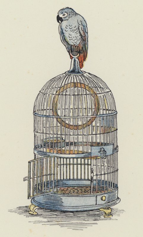 Pappagallo seduto sopra la gabbia (litografia a colori) da Francis Donkin Bedford