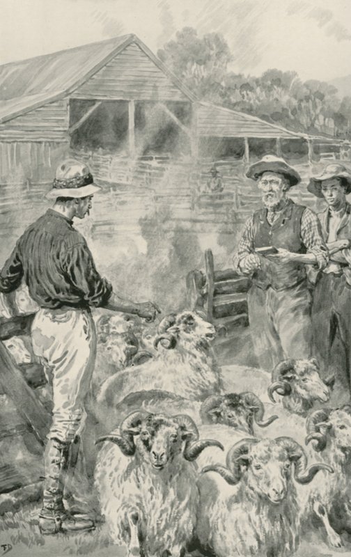 Una stazione di pecore sulle pianure di Canterbury da Frank Dadd