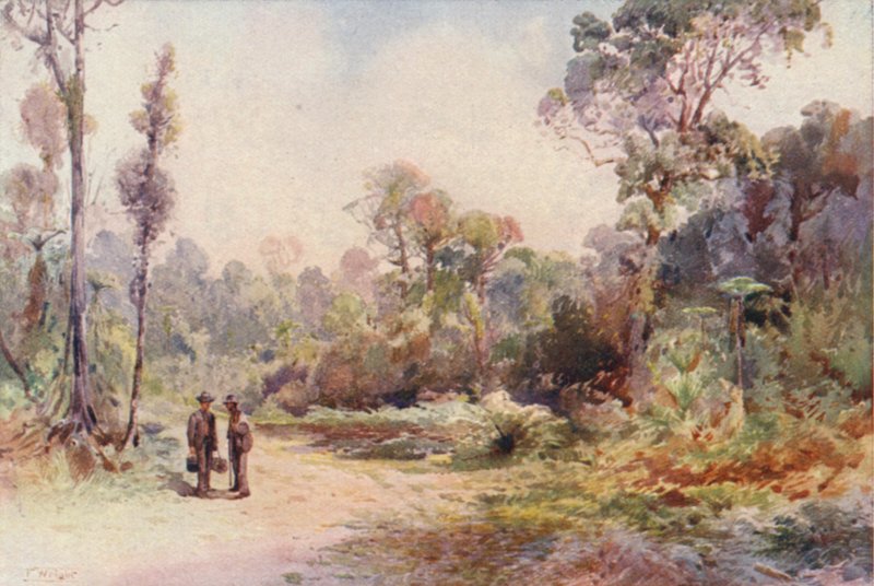 Nuova Zelanda: Una strada nella boscaglia da Frank H Wright