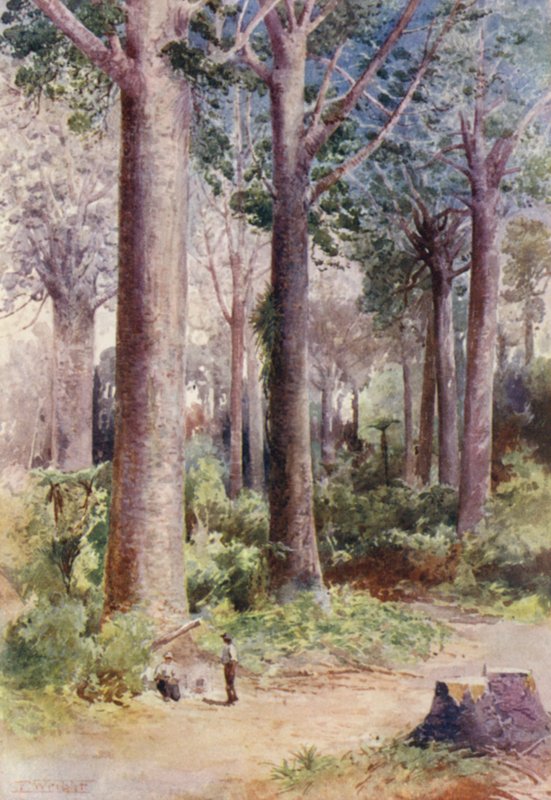 Nuova Zelanda: Tra i Kauri da Frank H Wright