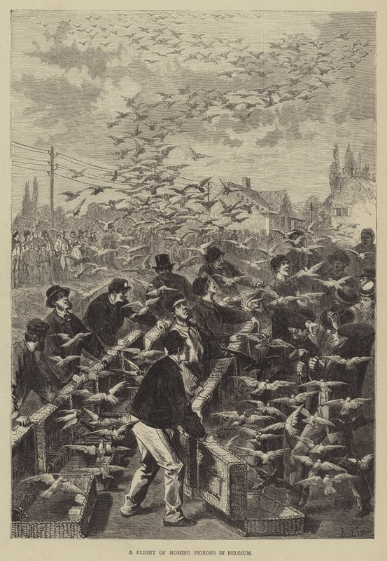 Un volo di piccioni viaggiatori in Belgio da Frederic Theodore Lix