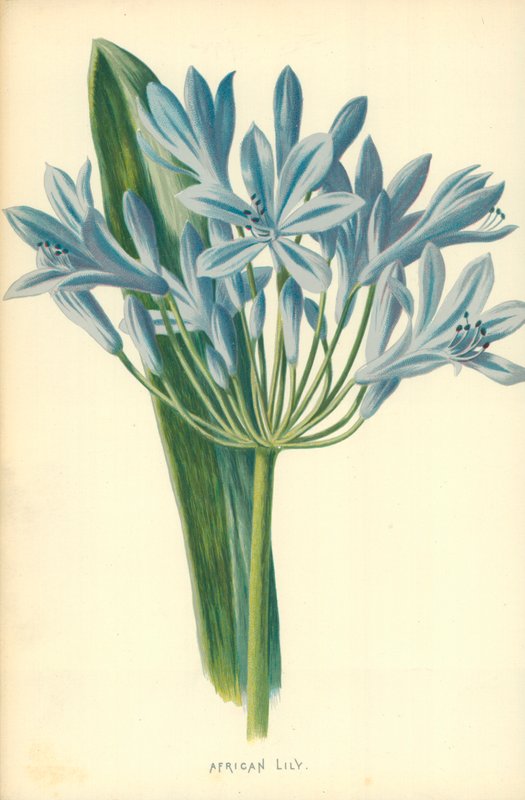 Giglio africano da Frederick Edward Hulme