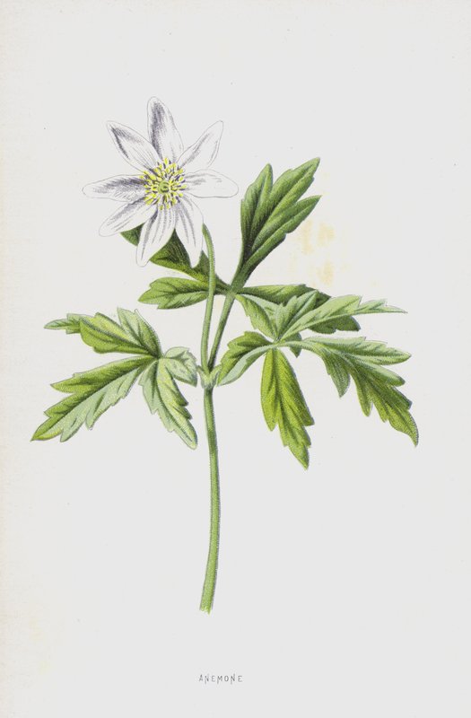 Anemone da Frederick Edward Hulme