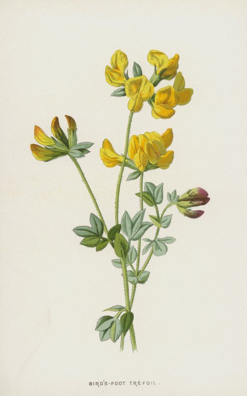 Ginestrino da Frederick Edward Hulme