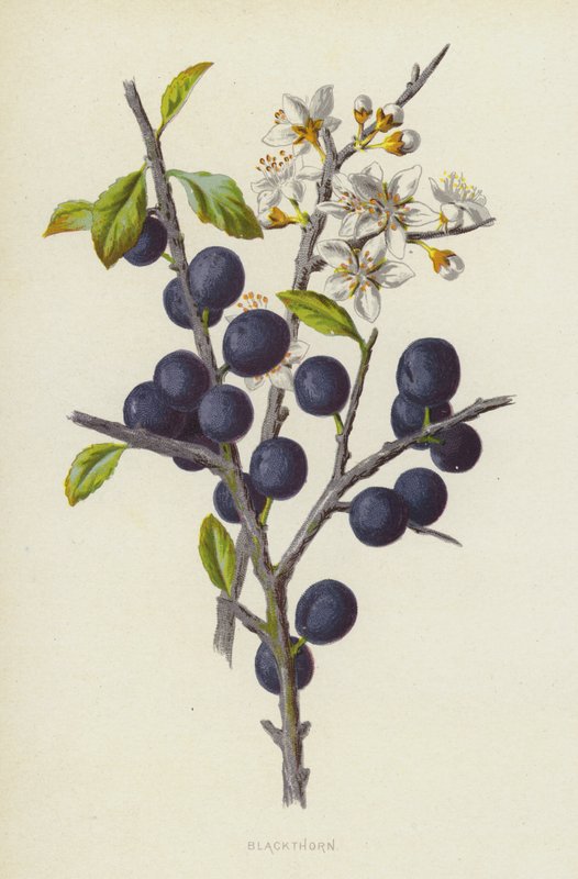 Prugnolo da Frederick Edward Hulme