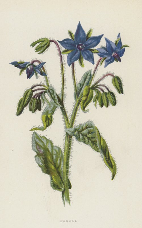 Borragine da Frederick Edward Hulme