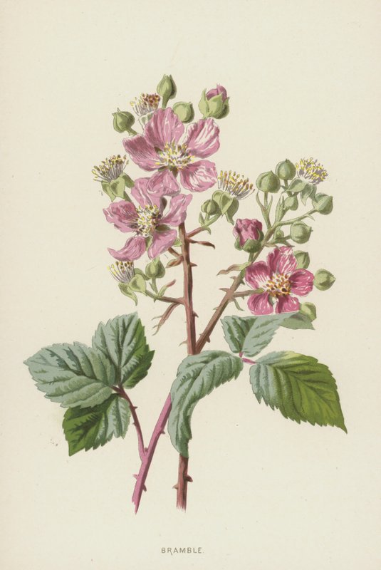 Rovo da Frederick Edward Hulme