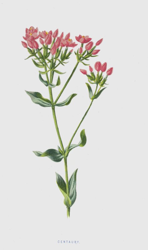 Centaurea da Frederick Edward Hulme
