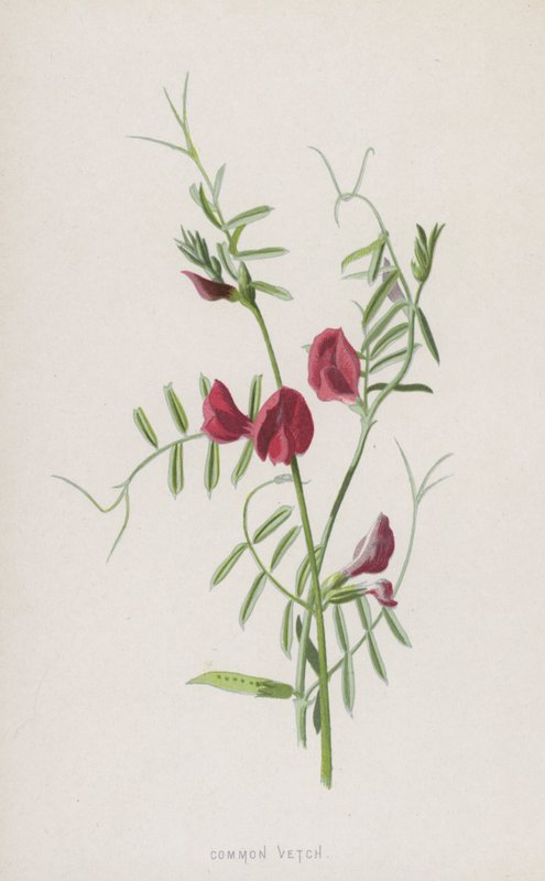 Veccia comune da Frederick Edward Hulme