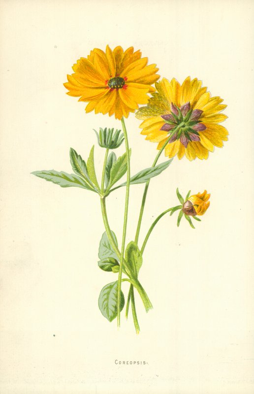 Coreopsis da Frederick Edward Hulme
