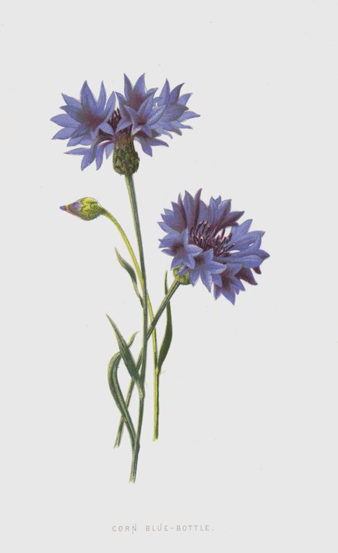 Fiordaliso da Frederick Edward Hulme