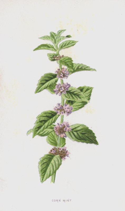 Menta dei campi da Frederick Edward Hulme