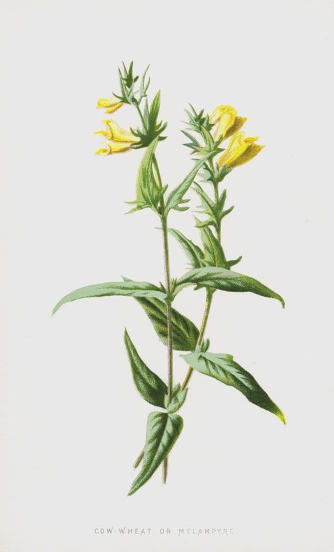Melampiro da Frederick Edward Hulme