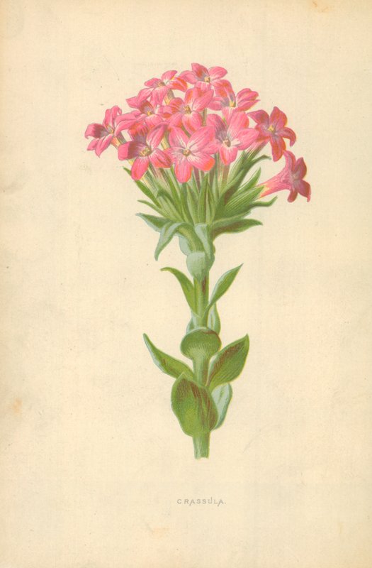 Crassula da Frederick Edward Hulme