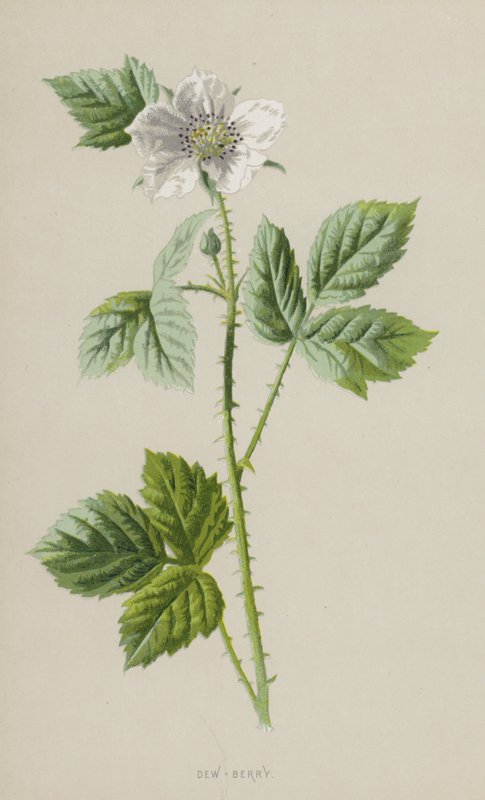 Rovo delle more da Frederick Edward Hulme