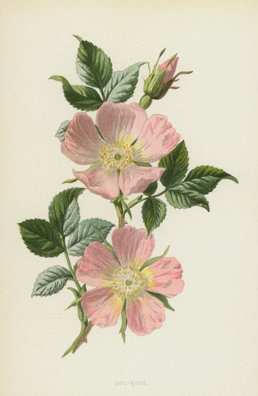 Rosa canina da Frederick Edward Hulme