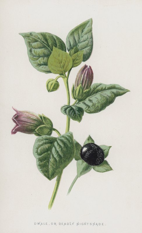 Belladonna da Frederick Edward Hulme