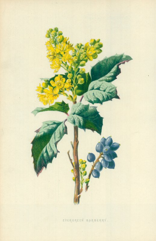 Crespino sempreverde da Frederick Edward Hulme