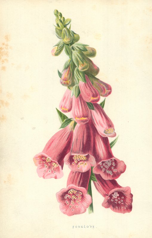 Digitale da Frederick Edward Hulme