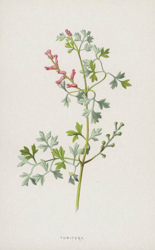 Fumaria da Frederick Edward Hulme