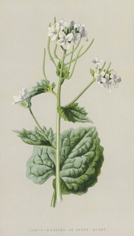 Alliaria da Frederick Edward Hulme