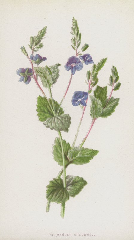 Veronica comune da Frederick Edward Hulme