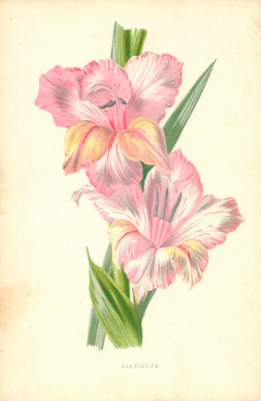 Gladiolo da Frederick Edward Hulme