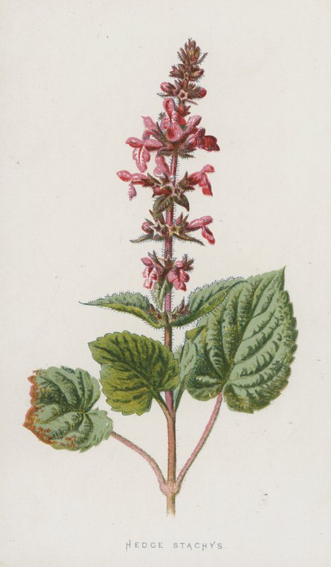 Stachys sylvatica da Frederick Edward Hulme