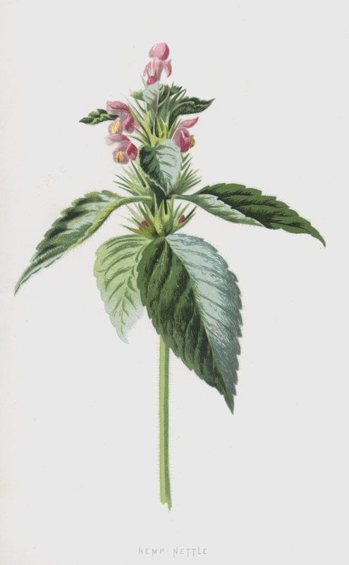 Ortica canapa da Frederick Edward Hulme