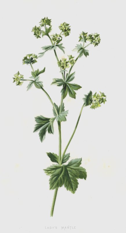 Alchemilla da Frederick Edward Hulme