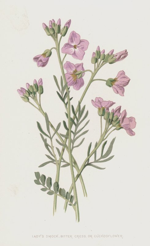 Cardamine pratensis da Frederick Edward Hulme