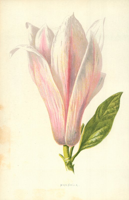 Magnolia da Frederick Edward Hulme