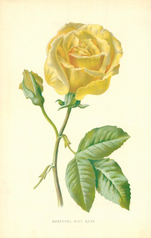Rosa Marechal Niel da Frederick Edward Hulme