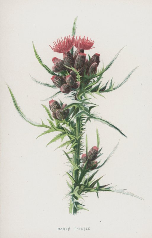 Cardo palustre da Frederick Edward Hulme