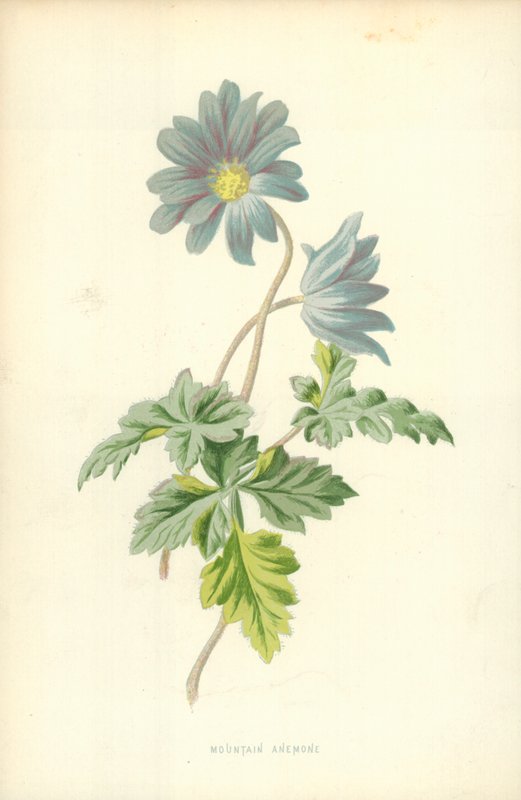 Anemone di montagna da Frederick Edward Hulme