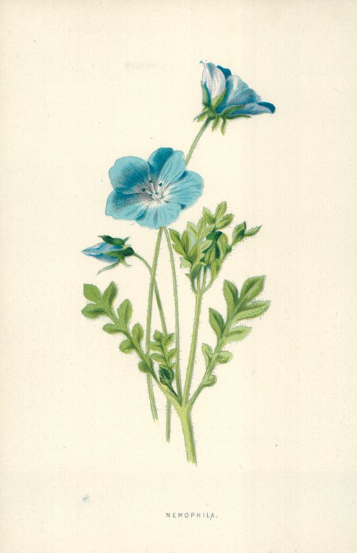 Nemophila da Frederick Edward Hulme