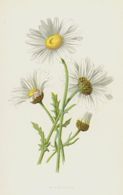 Margherita comune da Frederick Edward Hulme