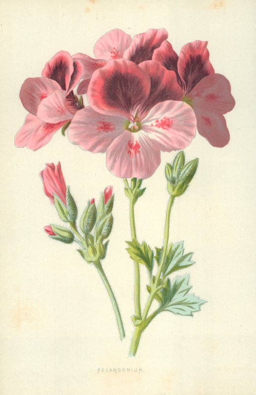 Pelargonio da Frederick Edward Hulme