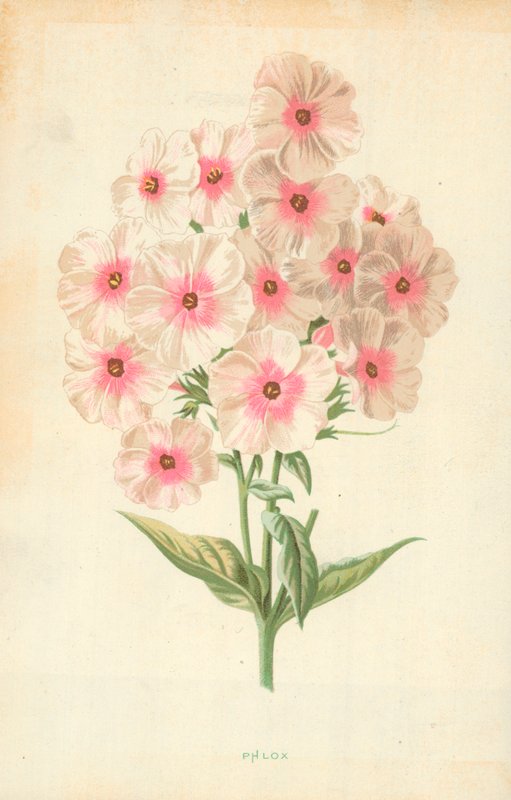 Flox da Frederick Edward Hulme