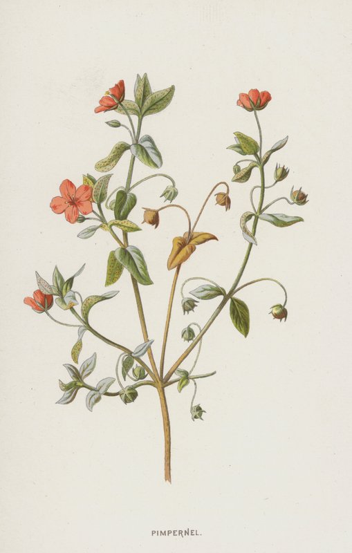 Pimpinella da Frederick Edward Hulme