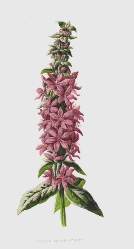 Salcerella da Frederick Edward Hulme